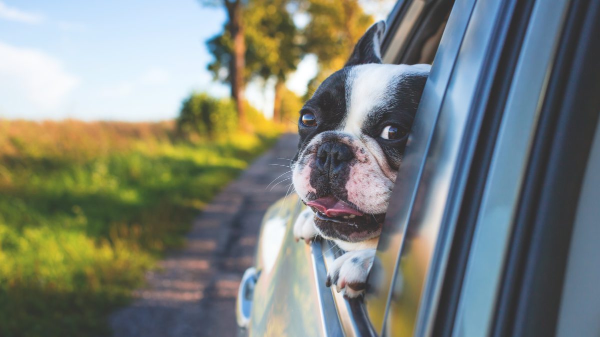 ¿Cómo llevar a mi perro en el coche?
