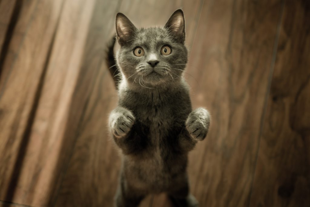 Gato de pie