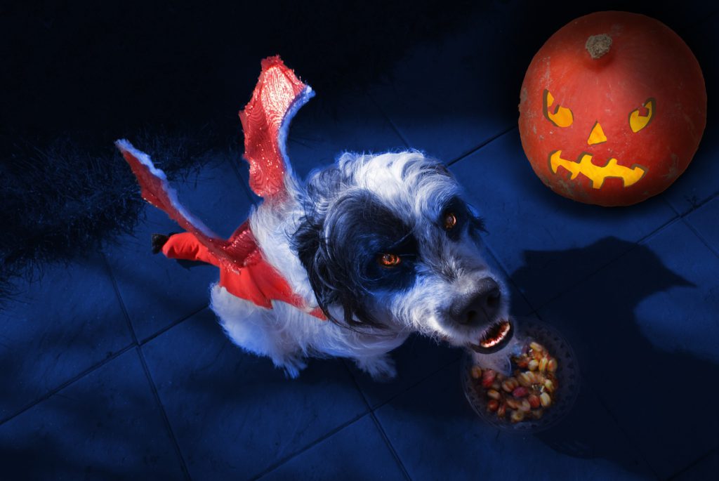 Los mejores disfraces para tu mascota