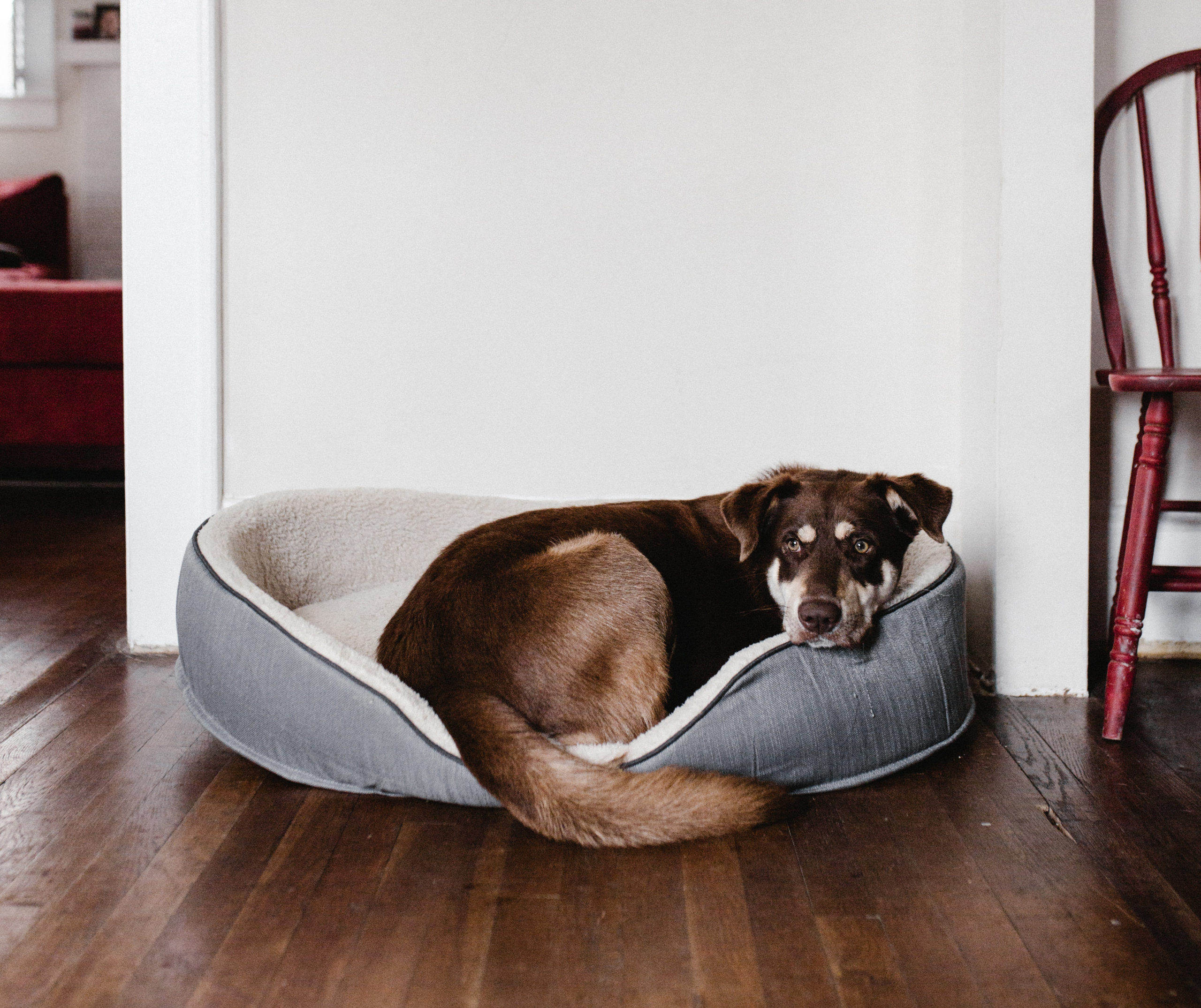 Beneficios de la cama colecho para perros