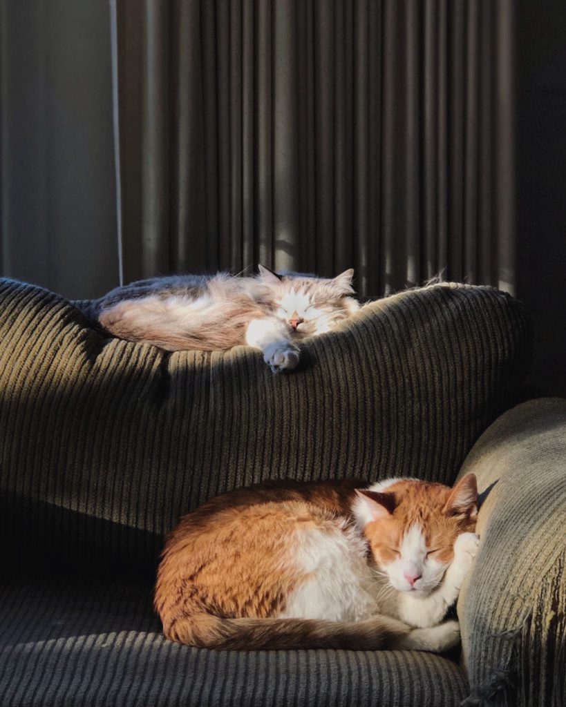 Gatos durmiendo