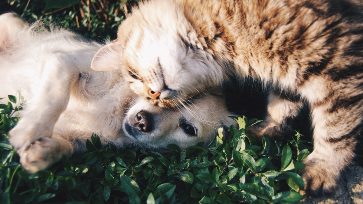 Como el perro y el gato