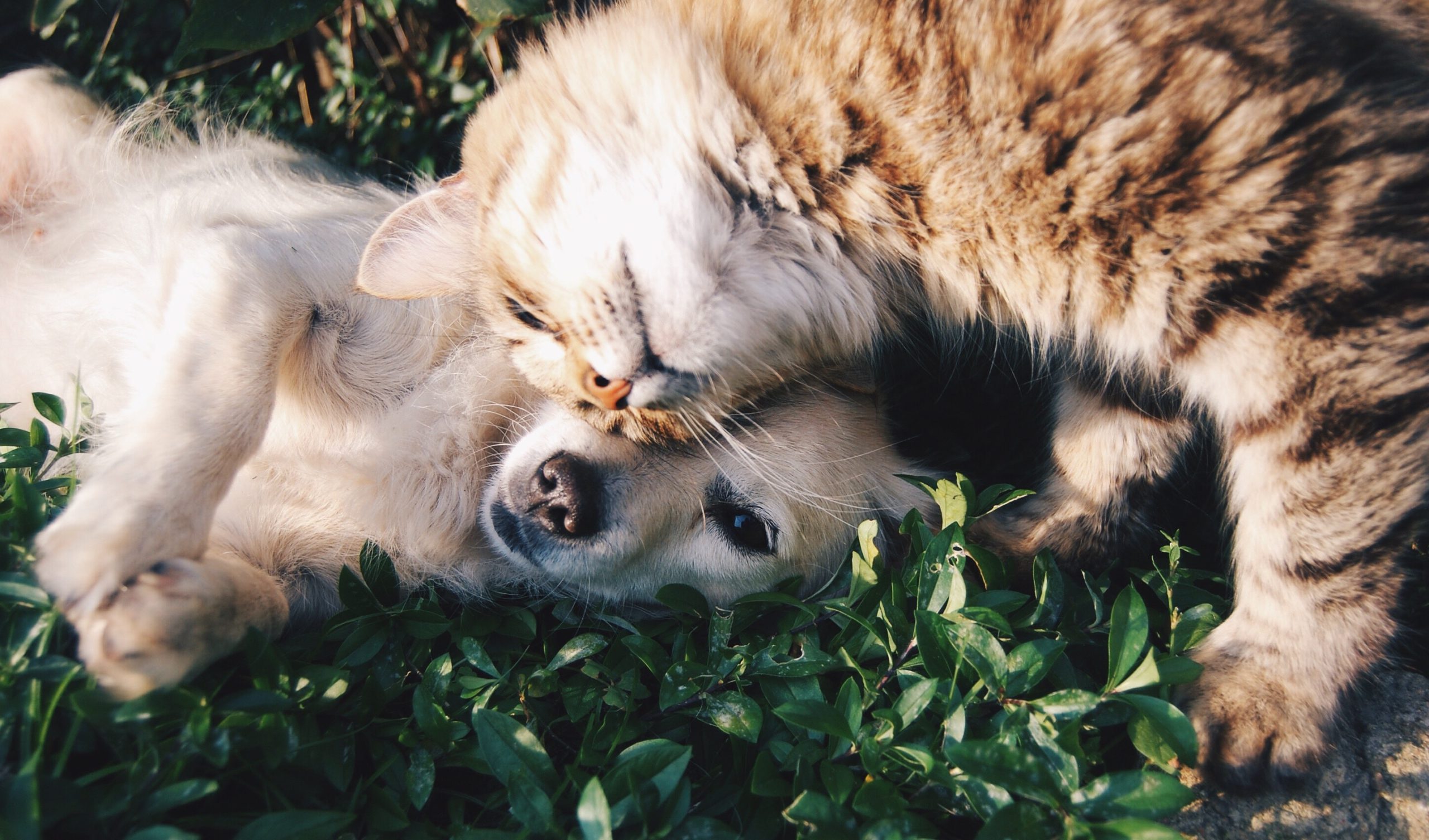 Como el perro y el gato