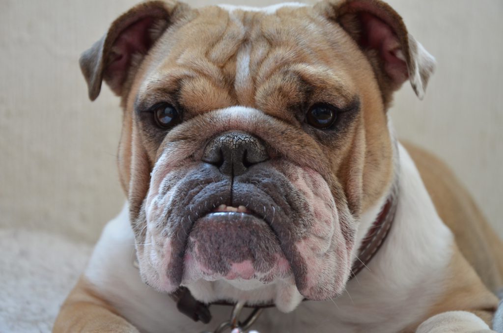 Bulldog Inglés