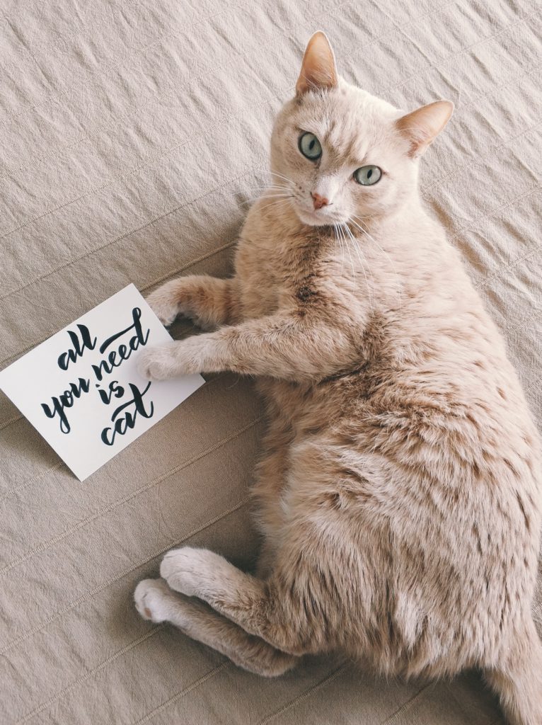 Cuidado de gatos