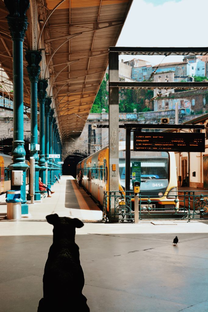 Perro esperando el tren