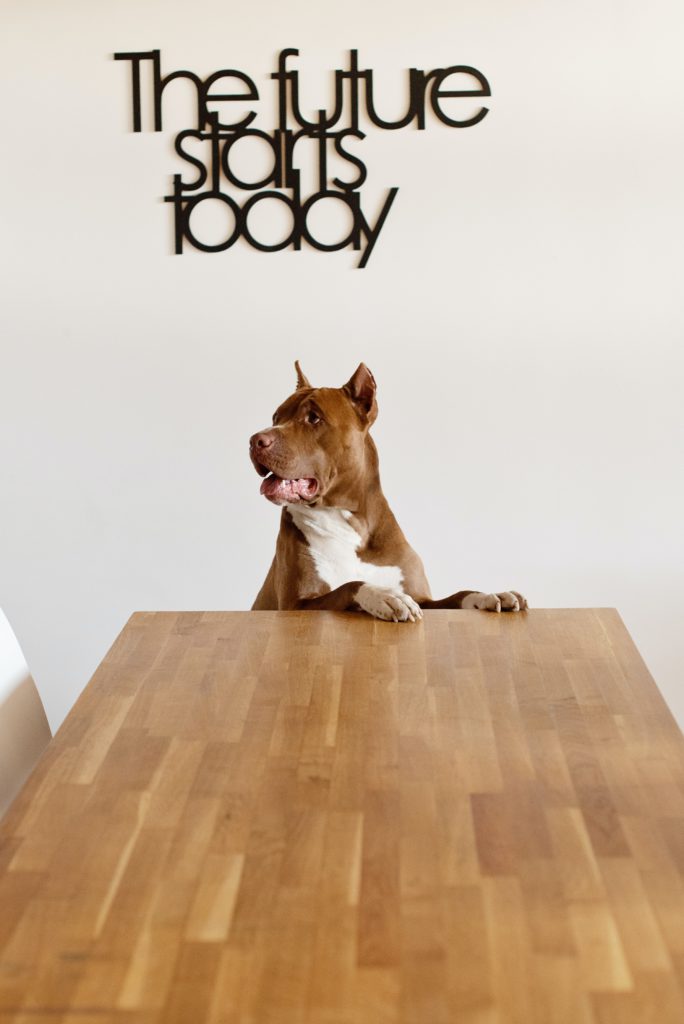 Perro sentado a la mesa
