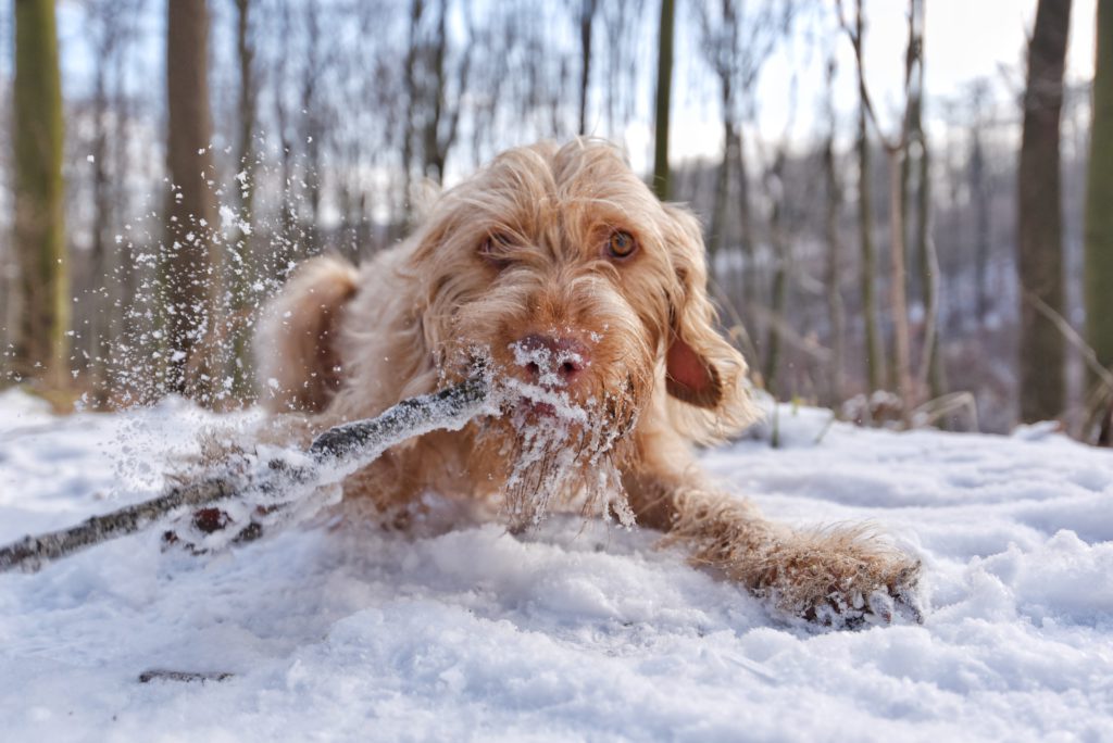 Prepara a tu perro para el invierno