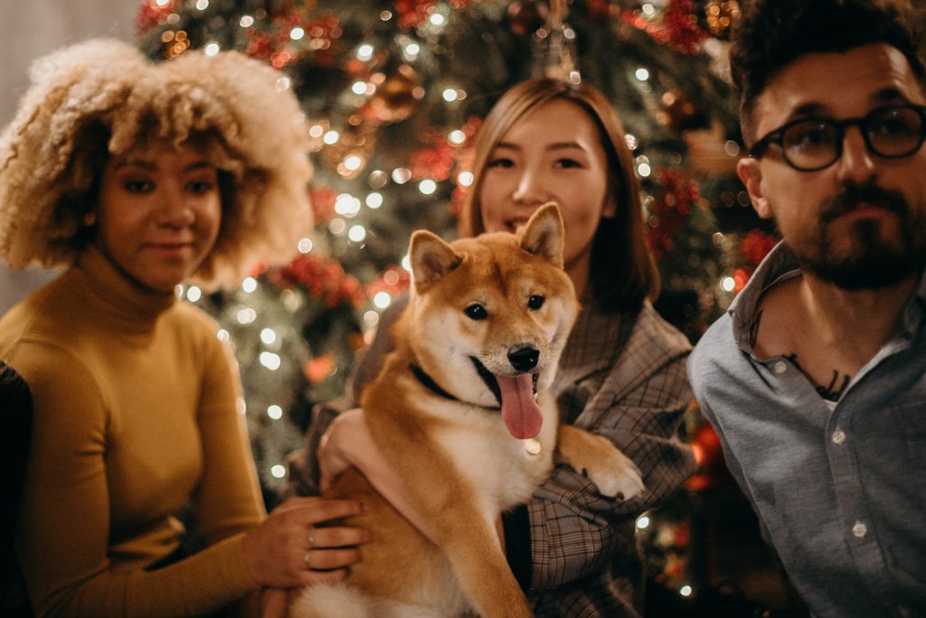 Perro en Navidad