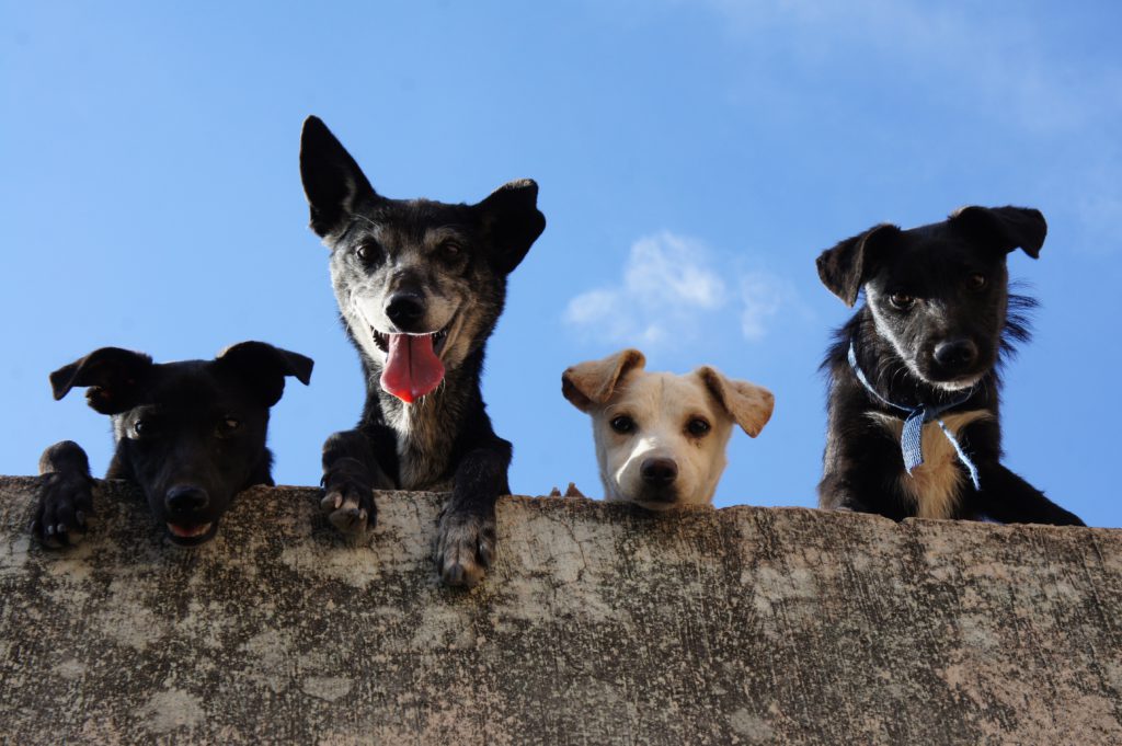 Etología canina