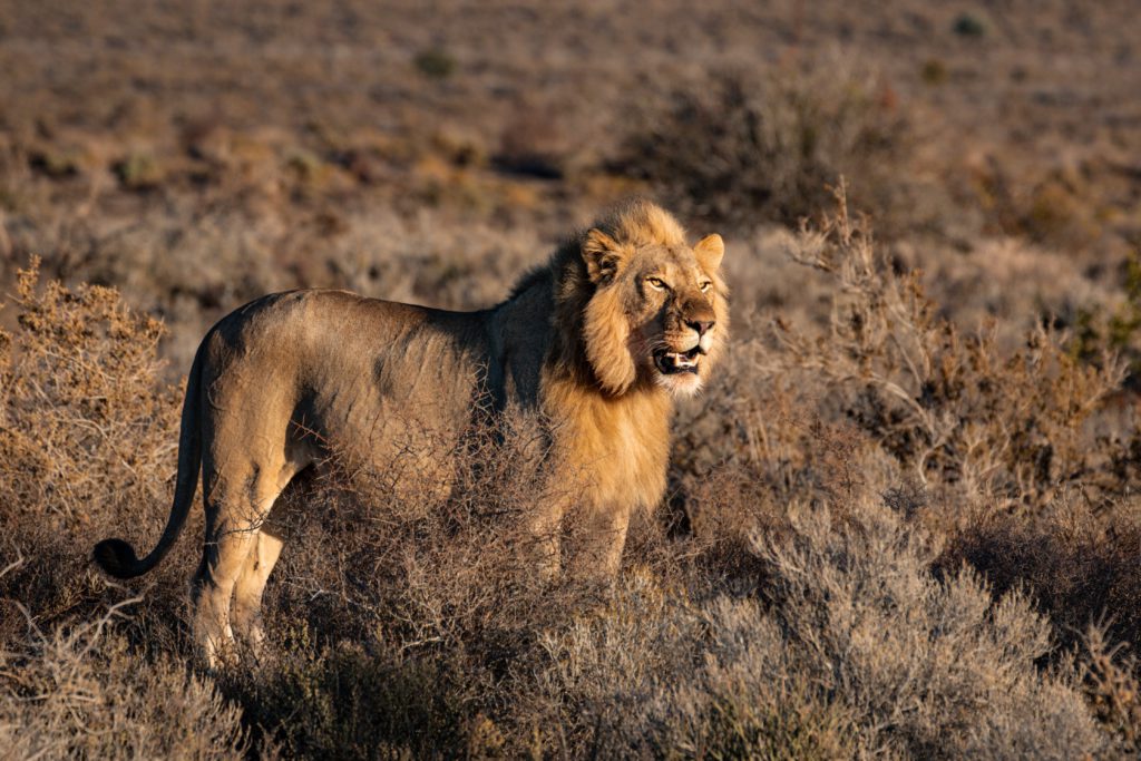 León