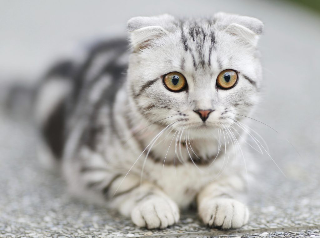 Gato blanco a rayas