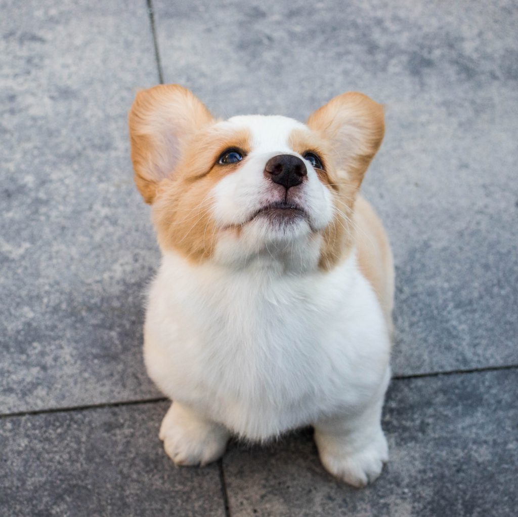 Etología canina
