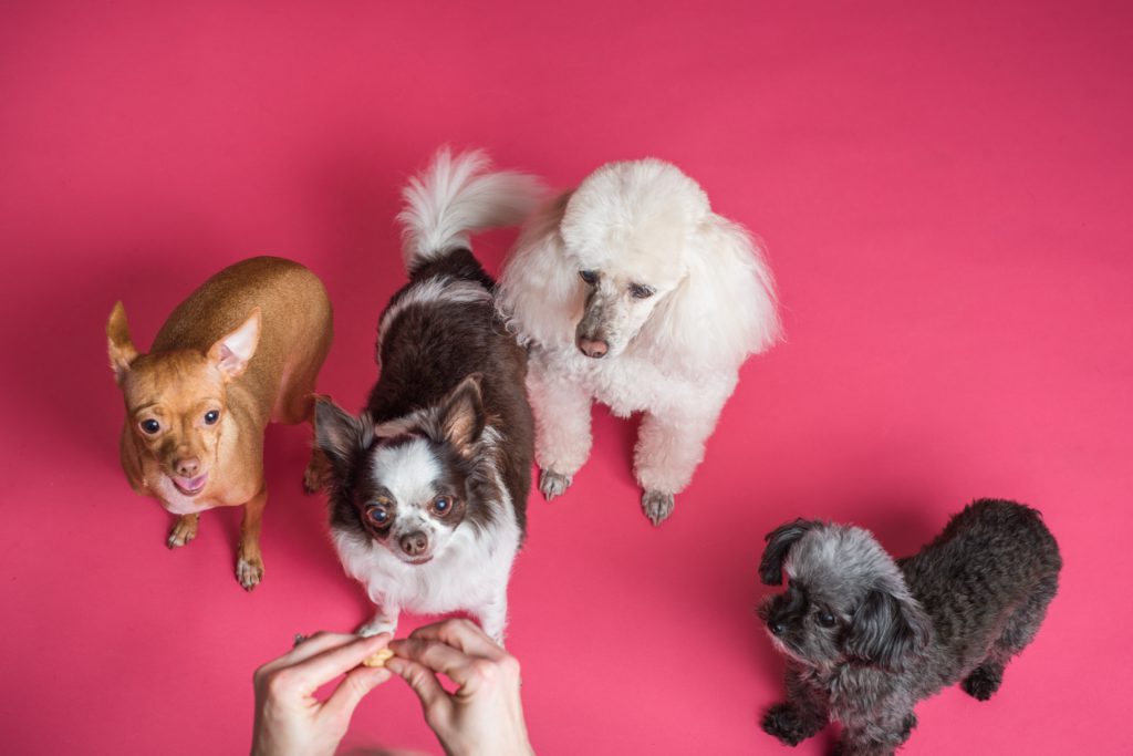 Cuidador de perros