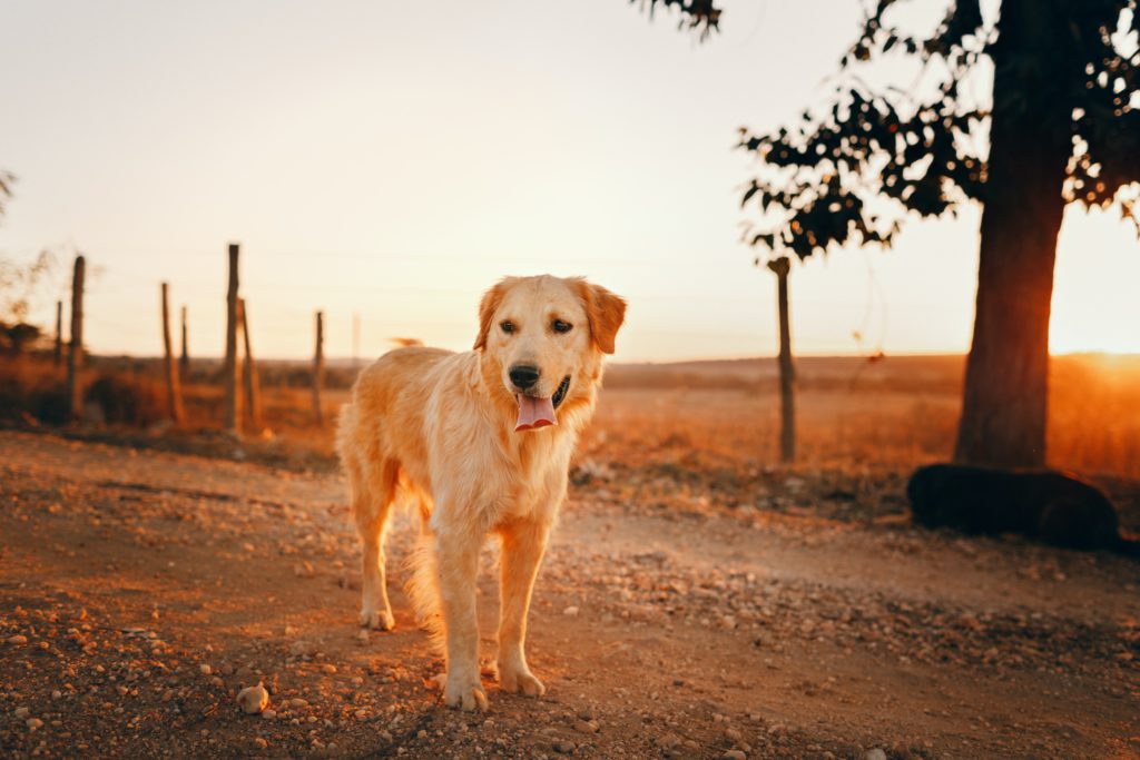 Perro al atardecer