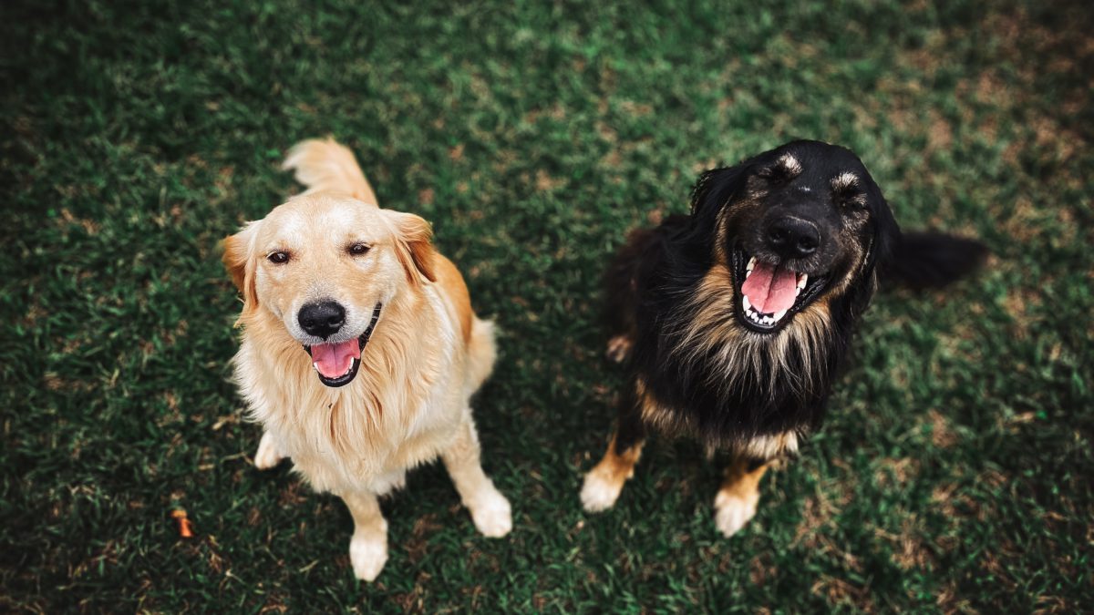 El saludo entre los perros