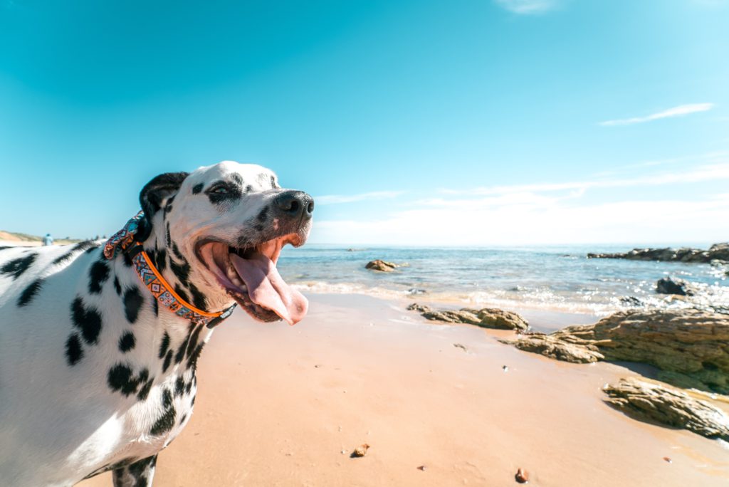 Perro feliz