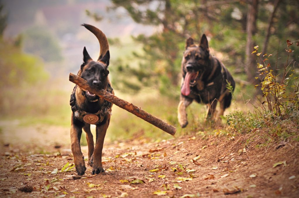 Derechos de los animales