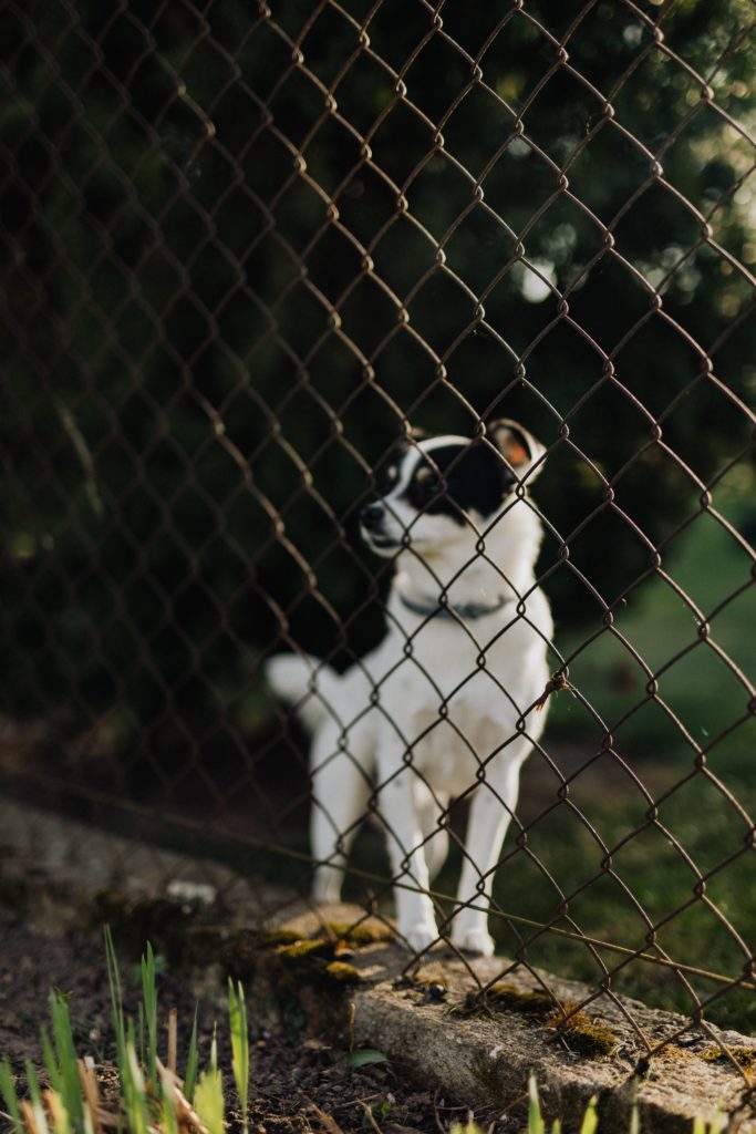 Perro en una protectora