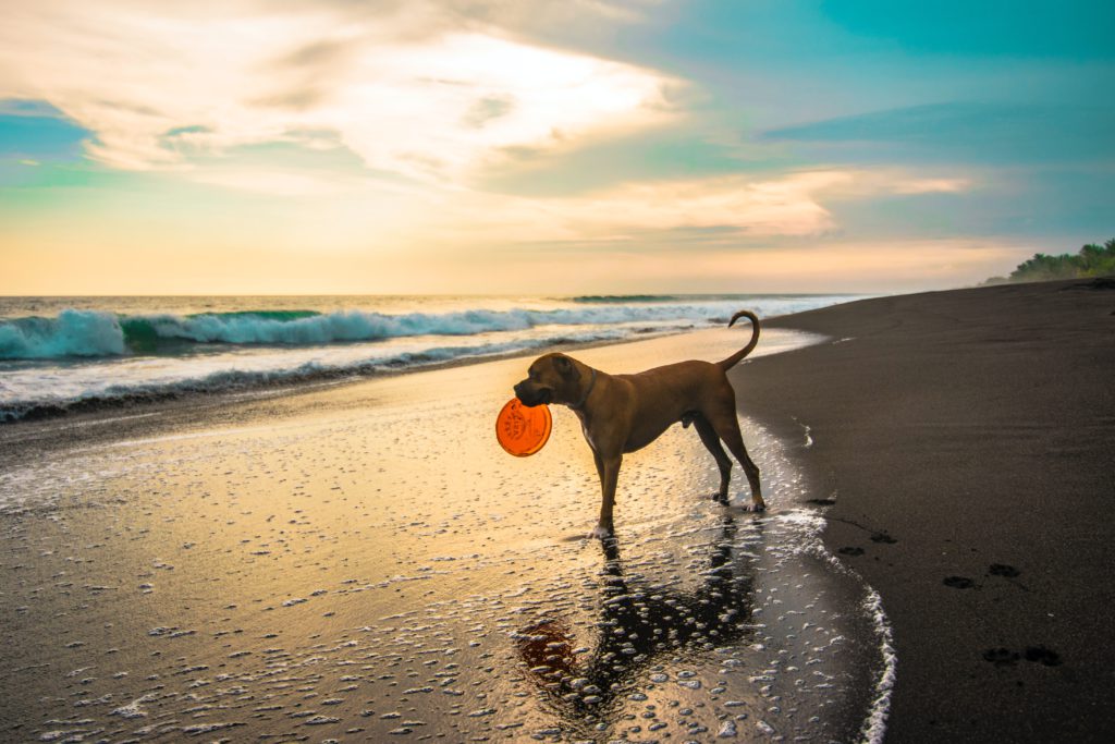 Perro jugando en la playa