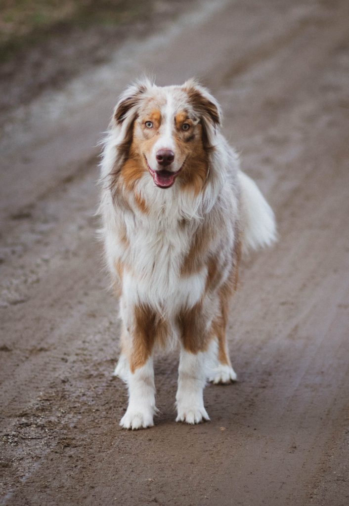 Collie