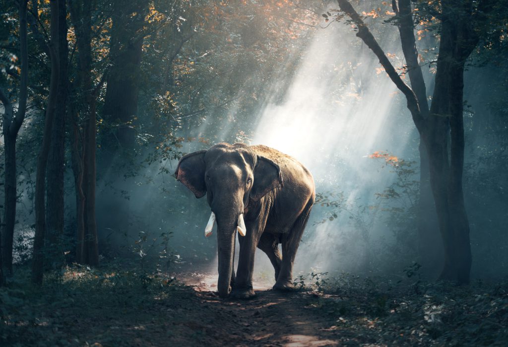 Elefante asiático