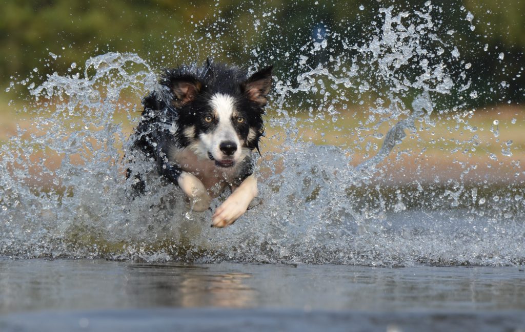 Border Collie en el agua