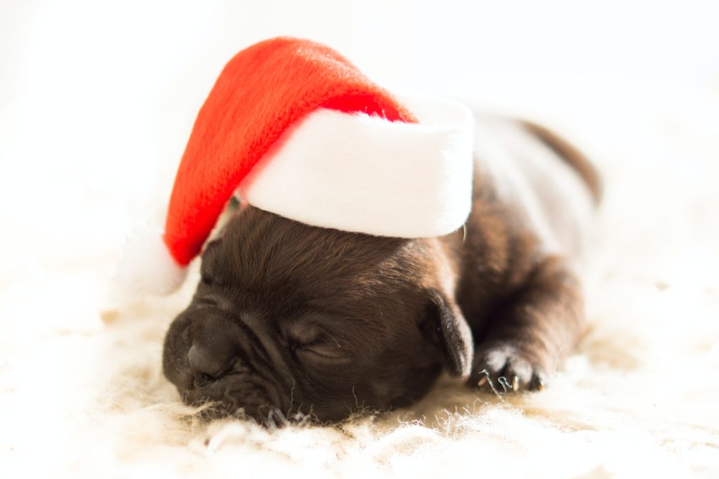 Cachorro con gorro de Papá Noel