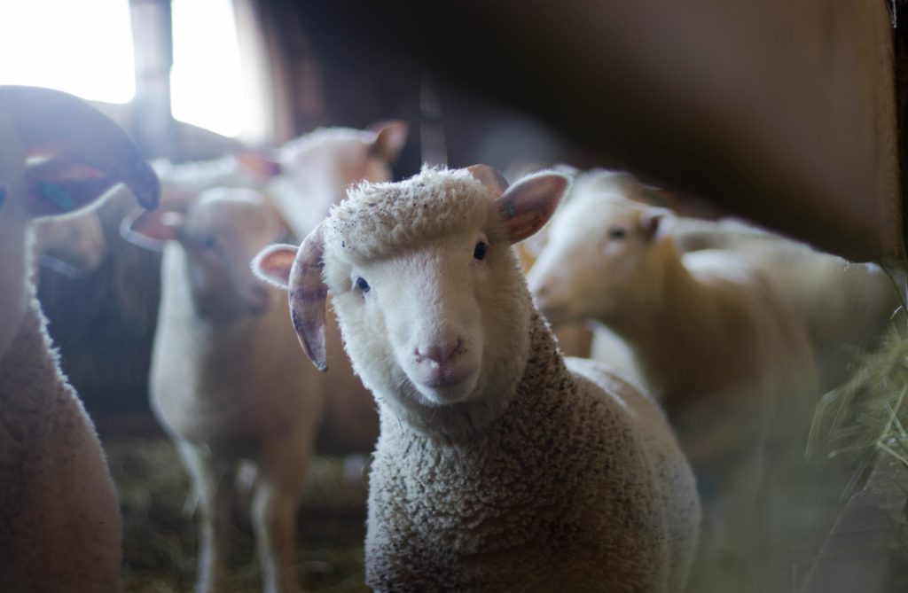 Derechos de los animales