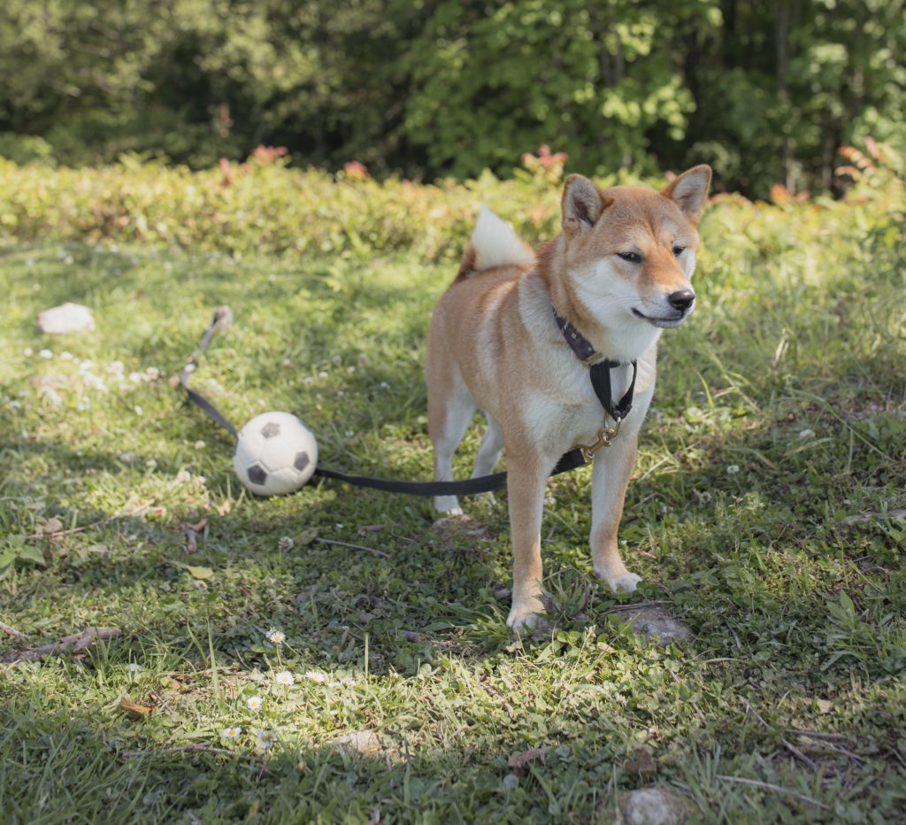 Akita Inu