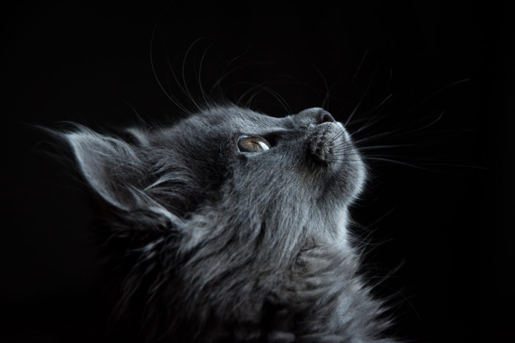 Qué les gusta hacer a los gatos? | Wasky