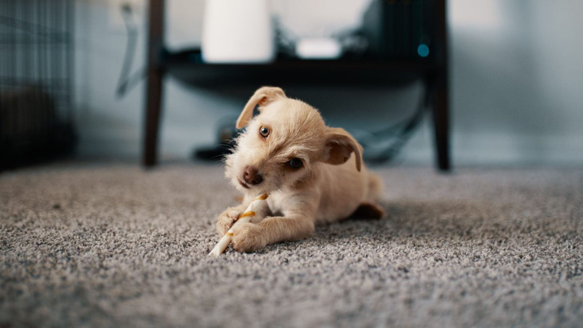 Nombres para tu perro