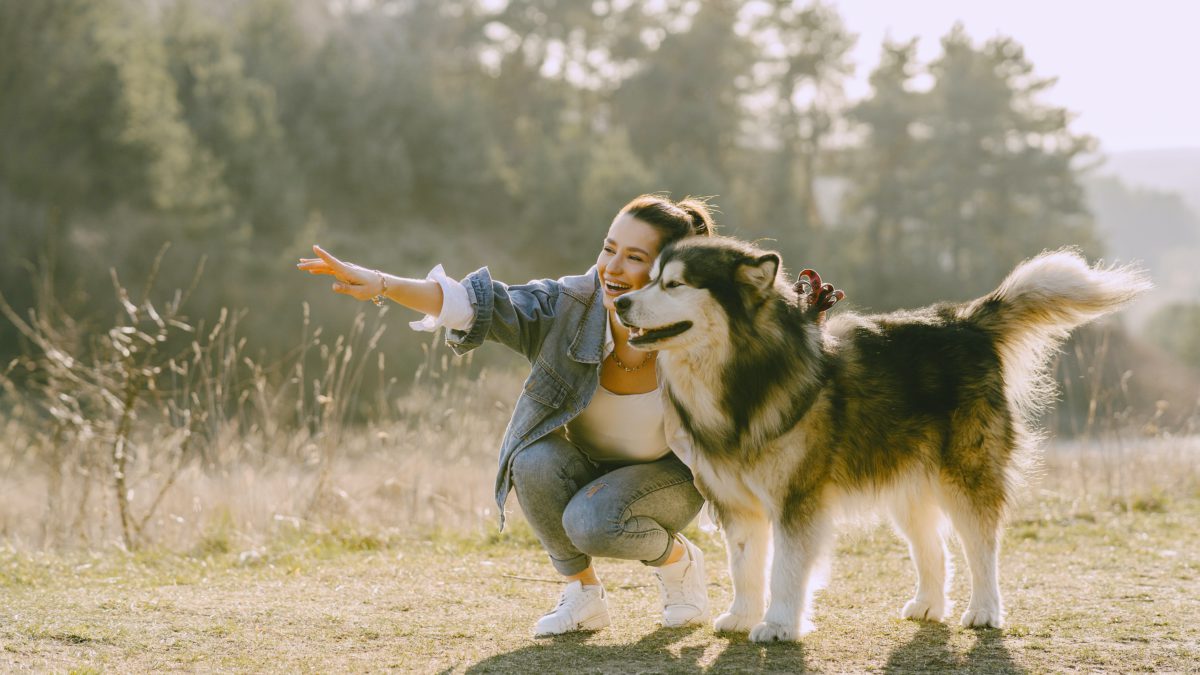 Cómo afecta la primavera a los perros