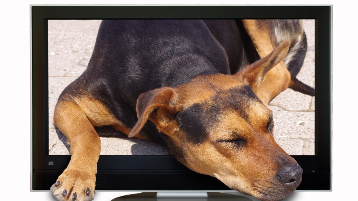 Perros en cine y tv