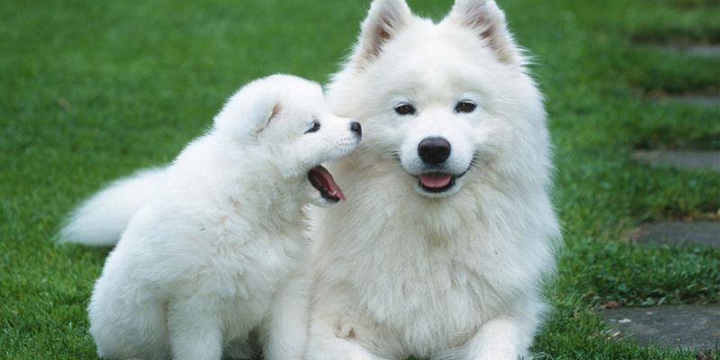 Razas de perros