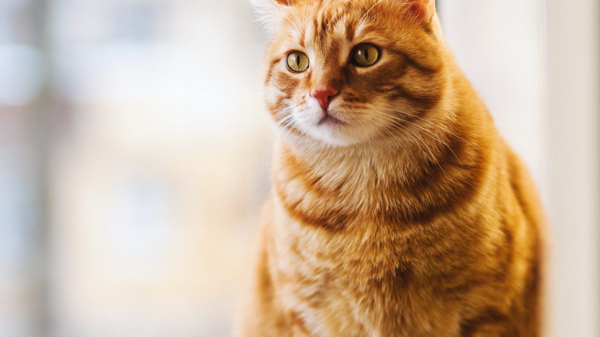 El lenguaje de los gatos