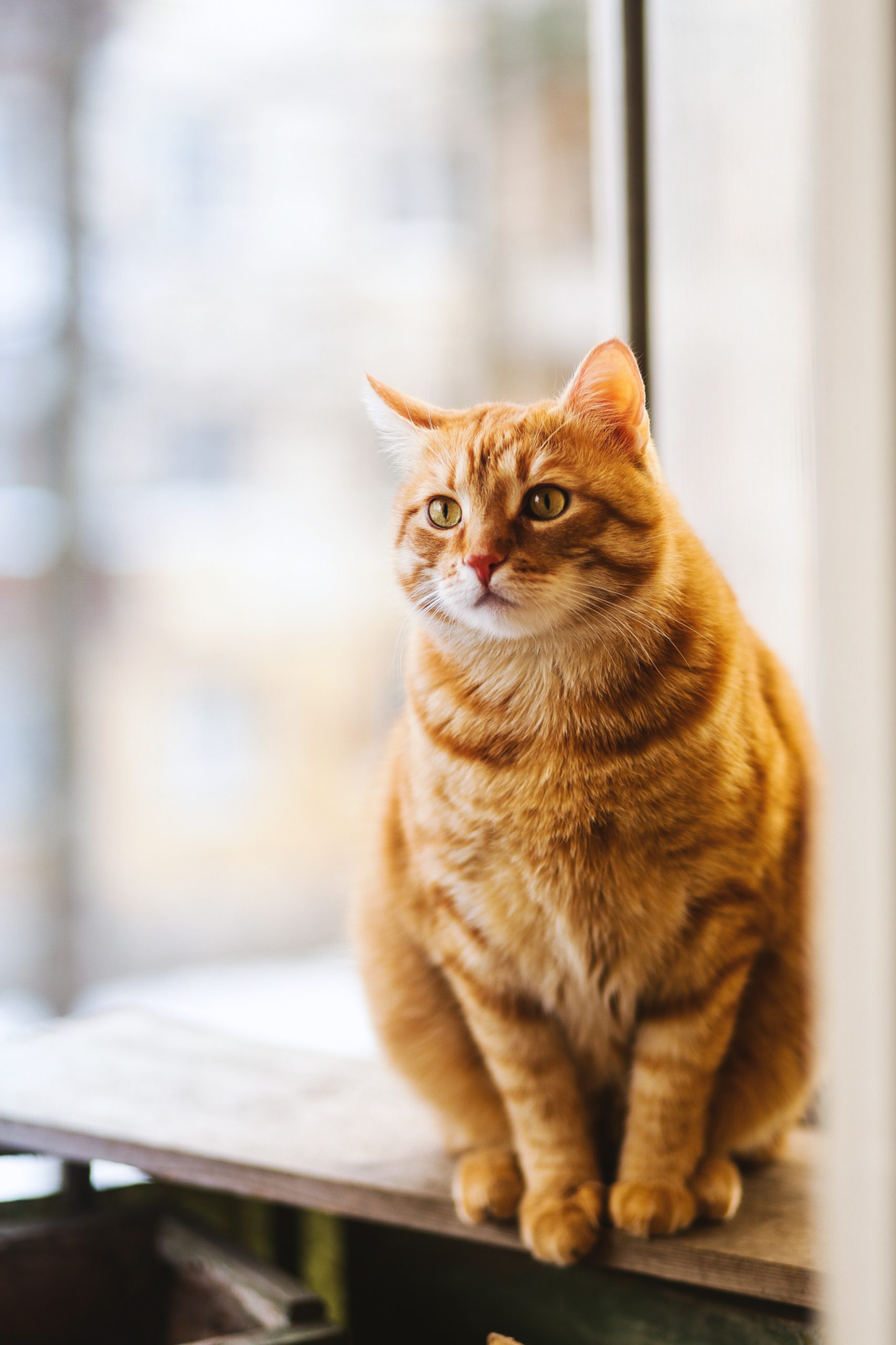 El lenguaje de los gatos