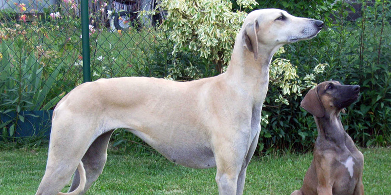 Razas de Perros