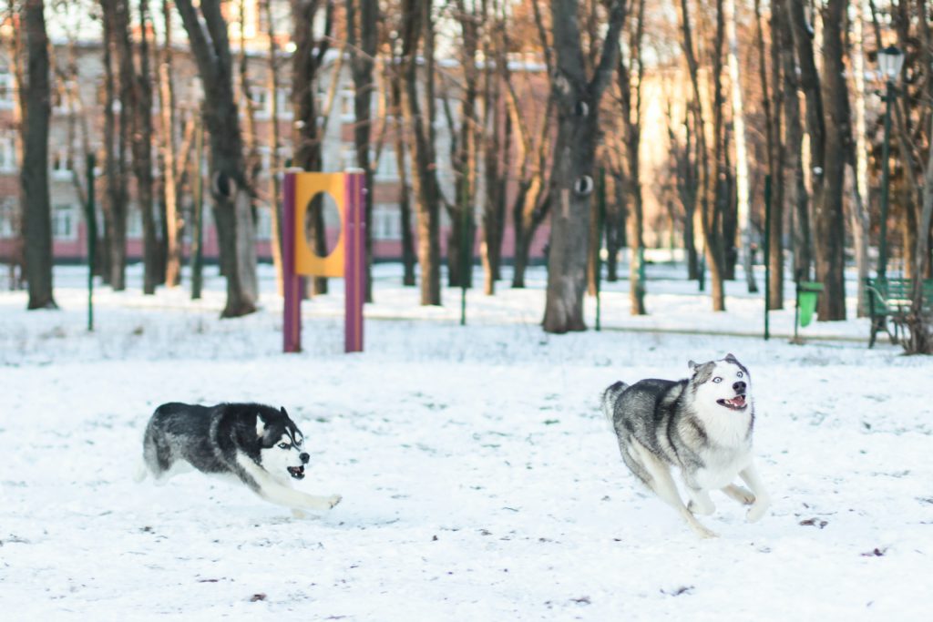 Huskys