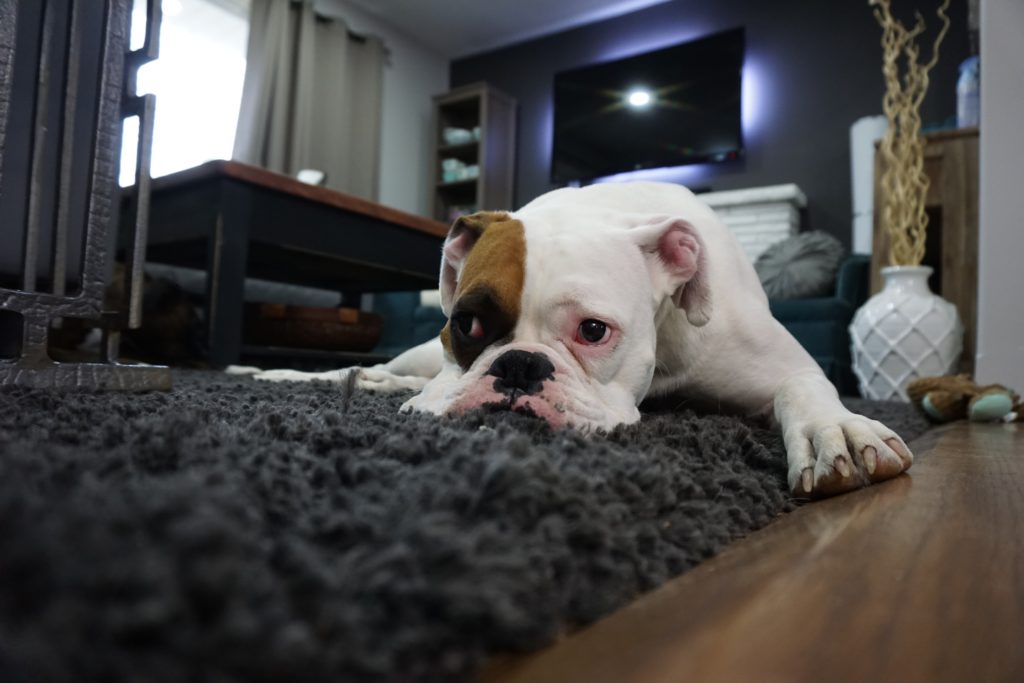 Limpiar en casa cuando tienes mascotas