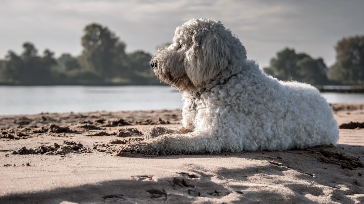 La historia de los Perros de Agua