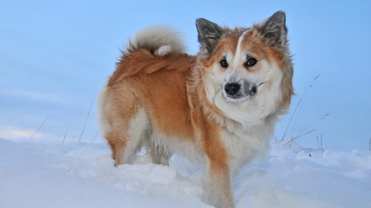 ¿Cómo sé si mi perro tiene frío?